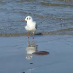 Beliebtes Fh Möwe - Nur 2 Minuten Vom Wlan Inklusive * Ostseeheilbad Zingst